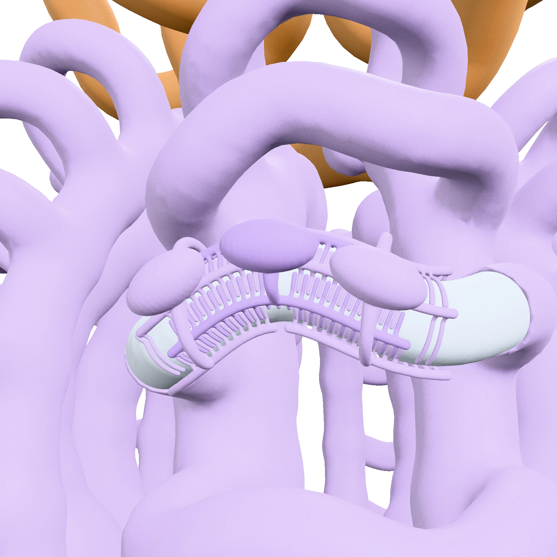 Podocytes wrapping a glomerular capillary with their foot processes