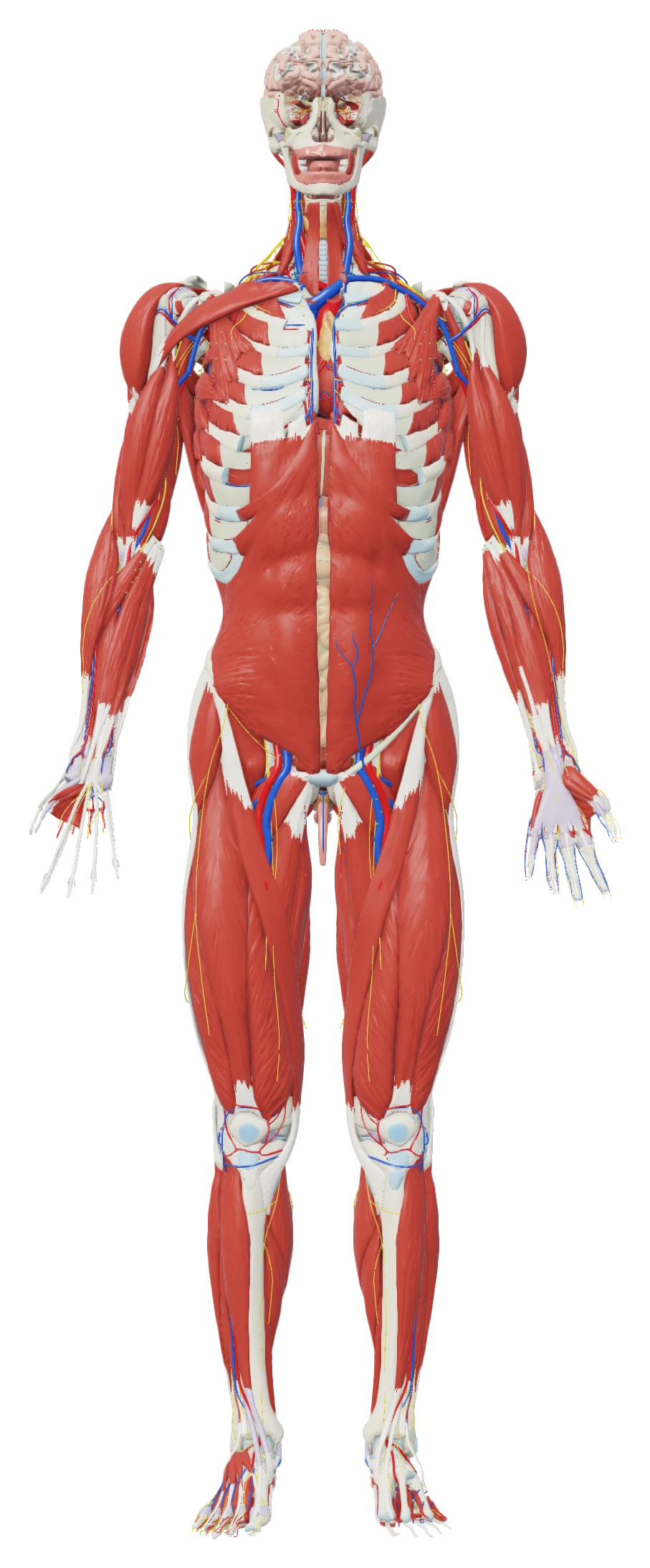 The body at 26% dissection depth: the superficial muscles exposed