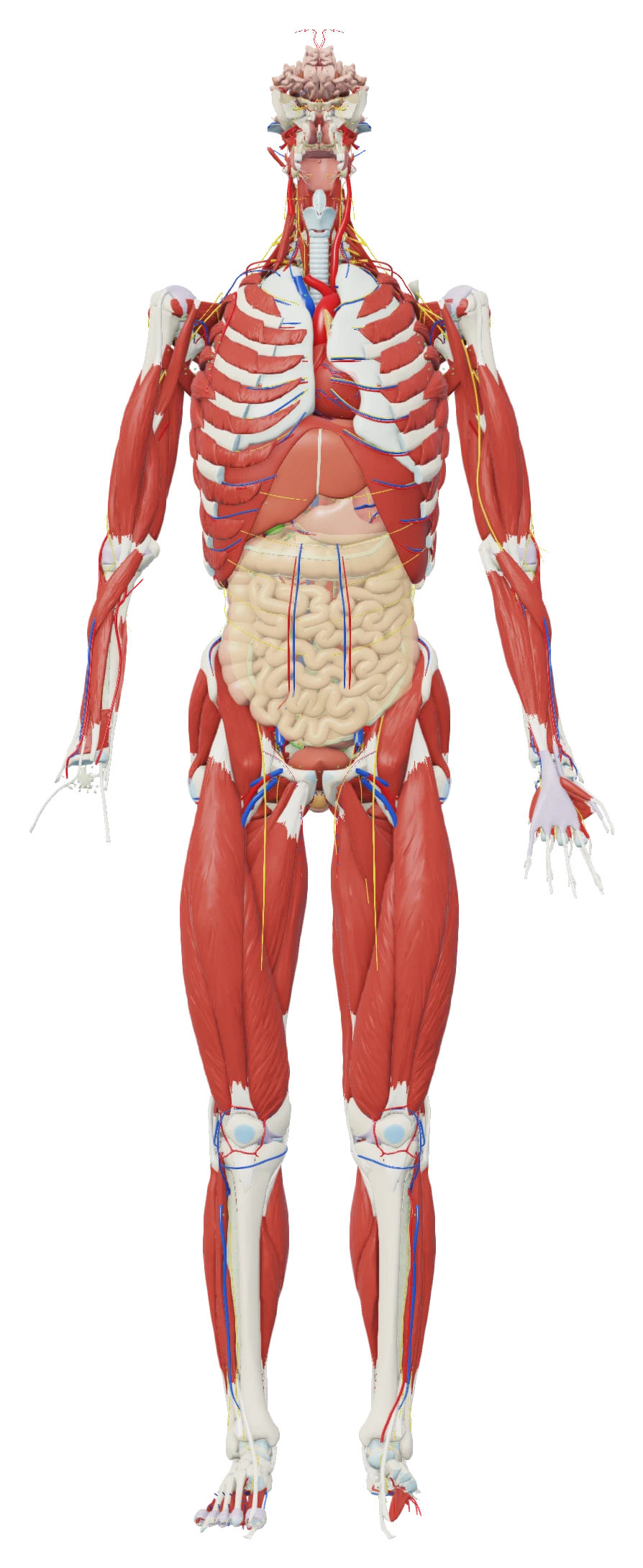 The body at 40% dissection depth: ribcage, abdominal organs and deep muscles exposed