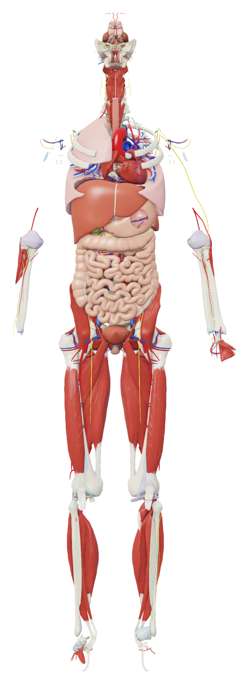 The body at 55% dissection depth: the bones and joints of the limbs, with the thoracic and abdominal organs in place
