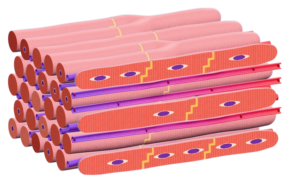 Cardiac muscle, in the same view shown in the app’s model catalog