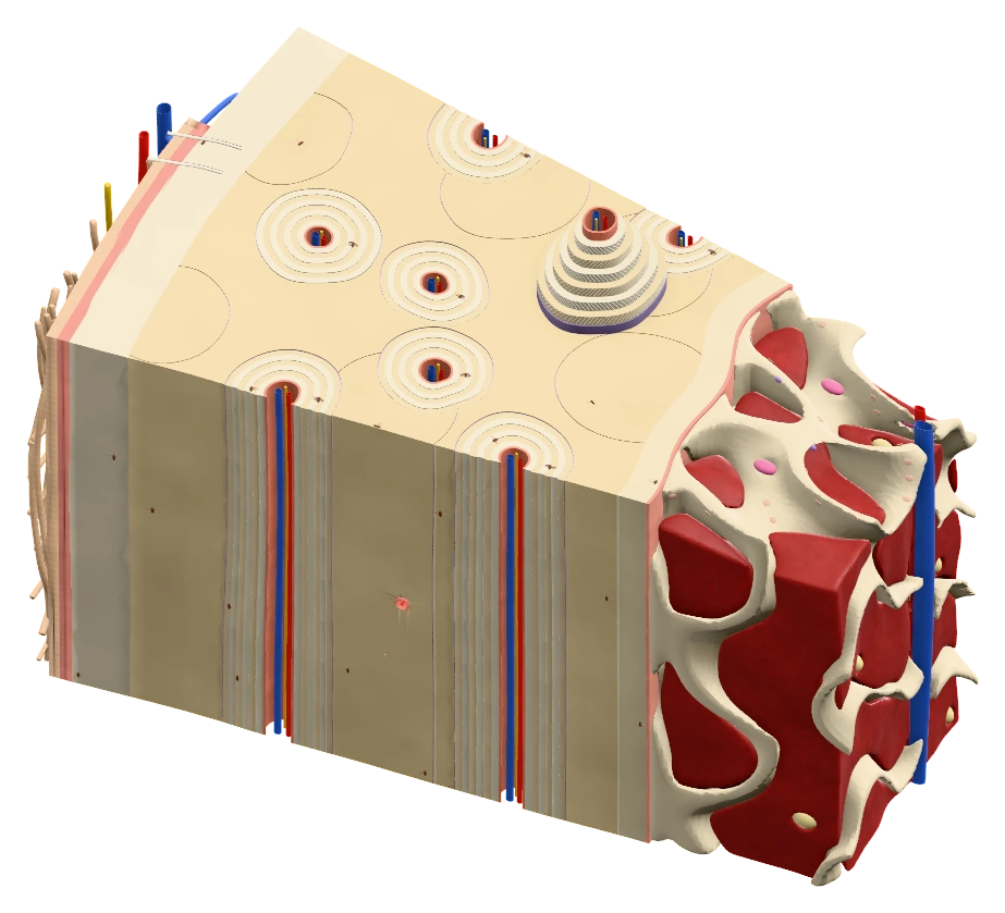 Compact bone, in the same view shown in the app’s model catalog