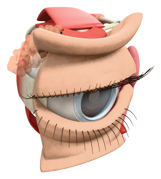 Eye, in the same view shown in the app’s model catalog